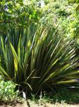 Neuseeländer Flachs - Phormium tenax