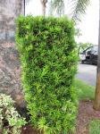Großblättrige Steineibe - Podocarpus macrophyllus