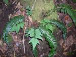 : - Polystichum hillebrandii