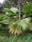 : - Pritchardia hillebrandii
