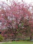 Taiwan-Kirsche - Prunus campanulata