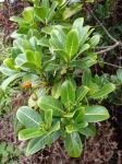 : - Psychotria mariniana