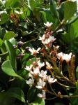 : - Rhaphiolepis umbellata