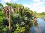 Palmettopalme - Sabal palmetto