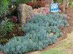 : - Senecio mandraliscae