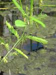 Orange Wisterie - Sesbania punicea