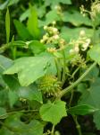 : - Sicyos pachycarpa