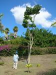 : - Tabebuia donnell-smithii
