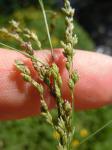 : - Glyceria elata