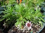 : - Tetramolopium filiforme