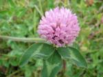 : - Trifolium pratense var. sativum