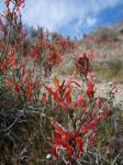 : - Justicia californica
