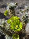 : - Cylindropuntia ganderi