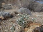 : - Cryptantha angustifolia