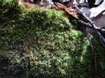 Samt-Kurzbüchsenmoos - Brachytheciastrum velutinum