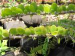 : - Alluaudia humbertii