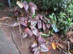 : - Begonia brevirimosa
