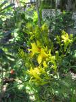 : - Bidens menziesii subsp. menziesii