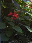: - Clerodendrum buchananii