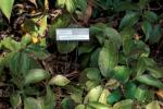 : - Costus tappenbeckianus