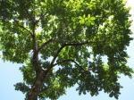 Cocobolo - Dalbergia retusa