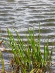 : - Eleocharis obtusa