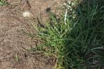 Sand-Silberscharte - Jurinea cyanoides