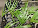 : - Hyophorbe indica