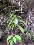 : - Kadua acuminata