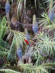 : - Lobelia grayana