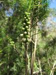 Weißer Flaschenputzer - Melaleuca armillaris
