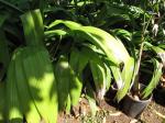 Palmgras - Curculigo capitulata