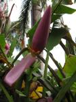: - Musa ornata