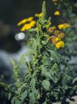Zurückgebogener Amarant - Amaranthus retroflexus