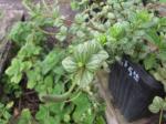 : - Peperomia tetraphylla