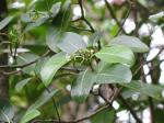 : - Psychotria kaduana