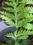 : - Pteris irregularis
