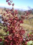 :-Rumex giganteus