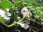 : - Solanum nelsonii