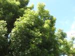 : - Swietenia humilis
