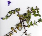 : - Torenia asiatica