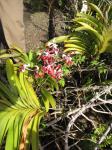:-Vanda merrillii