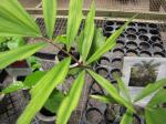 : - Wallichia disticha