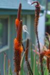 : - Aloe debrana