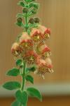 : - Kohleria allenii