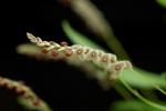 : - Stelis microchila