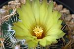 : - Coryphantha cornifera