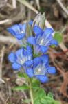 Feuchtwiesen-Enzian - Gentiana affinis