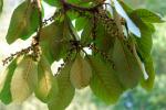 : - Clethra occidentalis