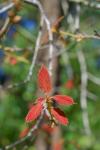 : - Quercus candicans